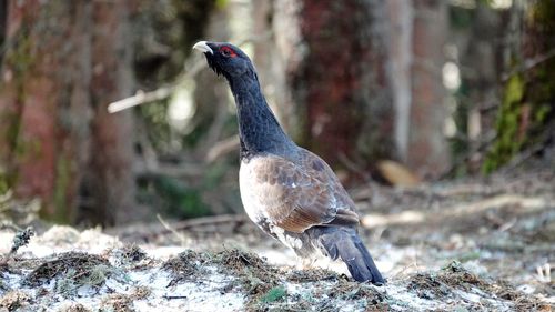 Close-up of bird perching on a field