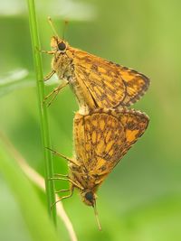 Mating buyttefly