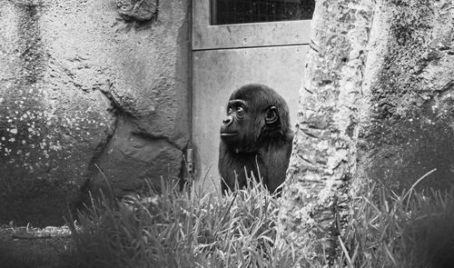 Monkey looking at zoo