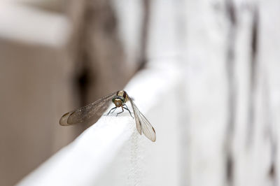 Close-up of insect on wall