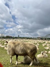 Sheep in a field