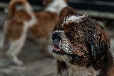 Close-up of dog looking away