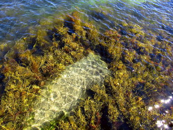 High angle view of sea shore