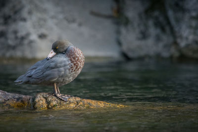 Close-up of seagull perching on rock