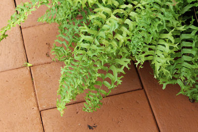 High angle view of ivy growing on wall