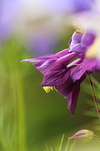 Close-up of purple flowering plant