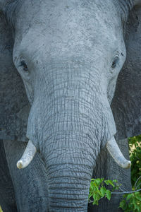 Close-up portrait of african elephant in forest