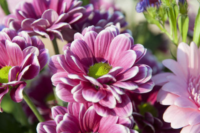 Close-up of pink flowers