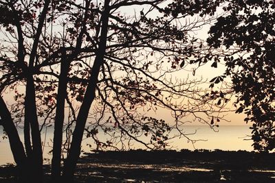 Silhouette trees by lake against sky during sunset