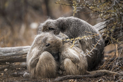 Close-up of monkeys sitting on land