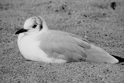 Close-up of seagull on land