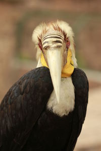 Close-up portrait of owl