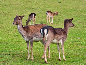 Deer standing in a field