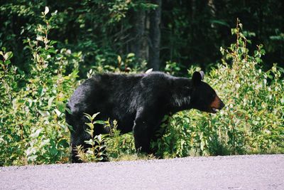 Side view of bear by country road