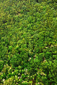 Full frame shot of green plants