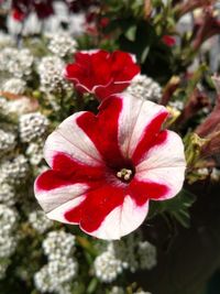 Close-up of red flower