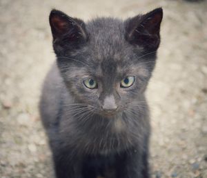 Close-up portrait of black cat