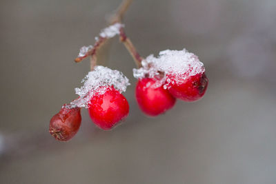 Close-up of snow on red berries
