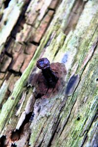 Close-up of butterfly on tree trunk