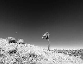 Low angle view of umbrella on field against clear sky