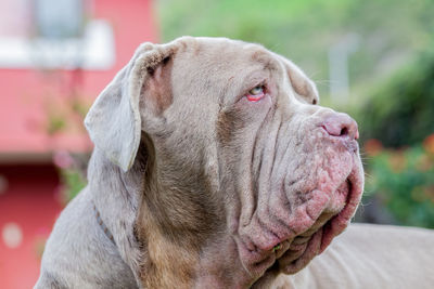 Close-up of dog outdoors