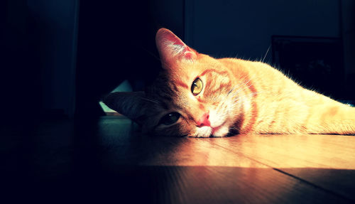 Portrait of cat resting on hardwood floor