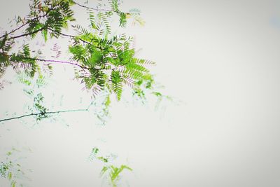 Low angle view of tree against clear sky