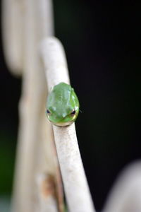 Close-up of insect on plant