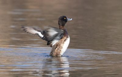 Side view of a bird