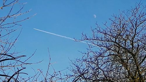 Low angle view of bare trees against clear blue sky