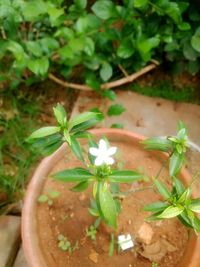 Close-up of flower plant