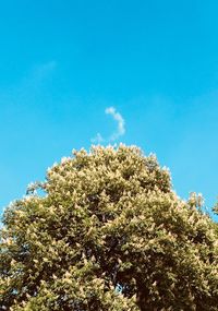 Low angle view of tree against blue sky