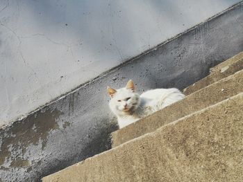 Portrait of cat on wall