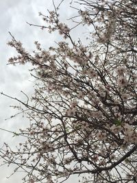 Low angle view of tree against sky