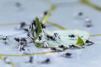 Close-up of snow on plant