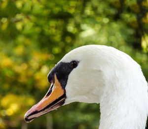 Close-up of swan