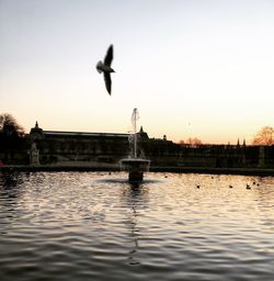 Seagull flying over lake against sky during sunset