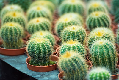 High angle view of cactus plants in pot