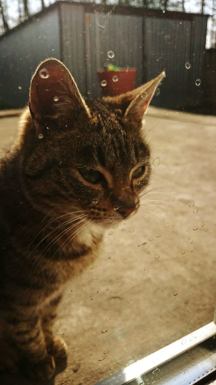 animal themes, one animal, domestic animals, mammal, pets, domestic cat, feline, cat, whisker, looking away, relaxation, close-up, sitting, animal head, side view, zoology, no people, animal, indoors, brown