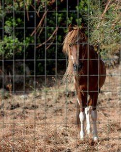 Horse standing on field