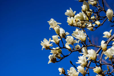 Low angle view of white flowering tree against clear blue sky