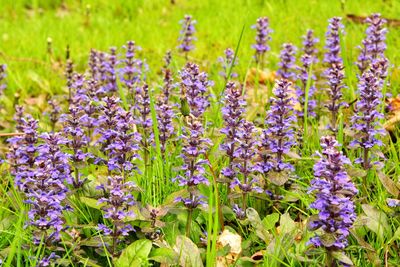 Close-up of purple lavender flowers on field