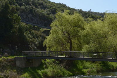 Bridge over river amidst trees in forest