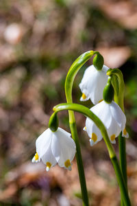 Close-up of white flowering plant