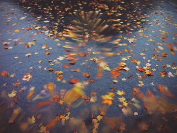 Trees in water