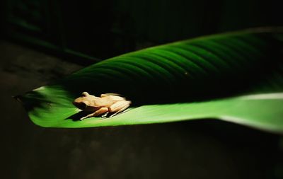 Close-up of insect on leaf