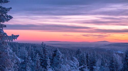 Pine trees on landscape against sky during sunset