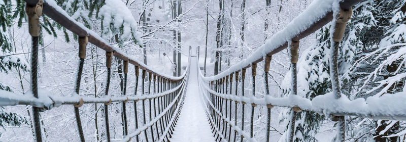 Snow covered land and trees in forest