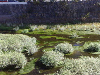 Plant growing in water