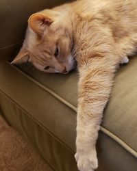 High angle view of cat resting at home